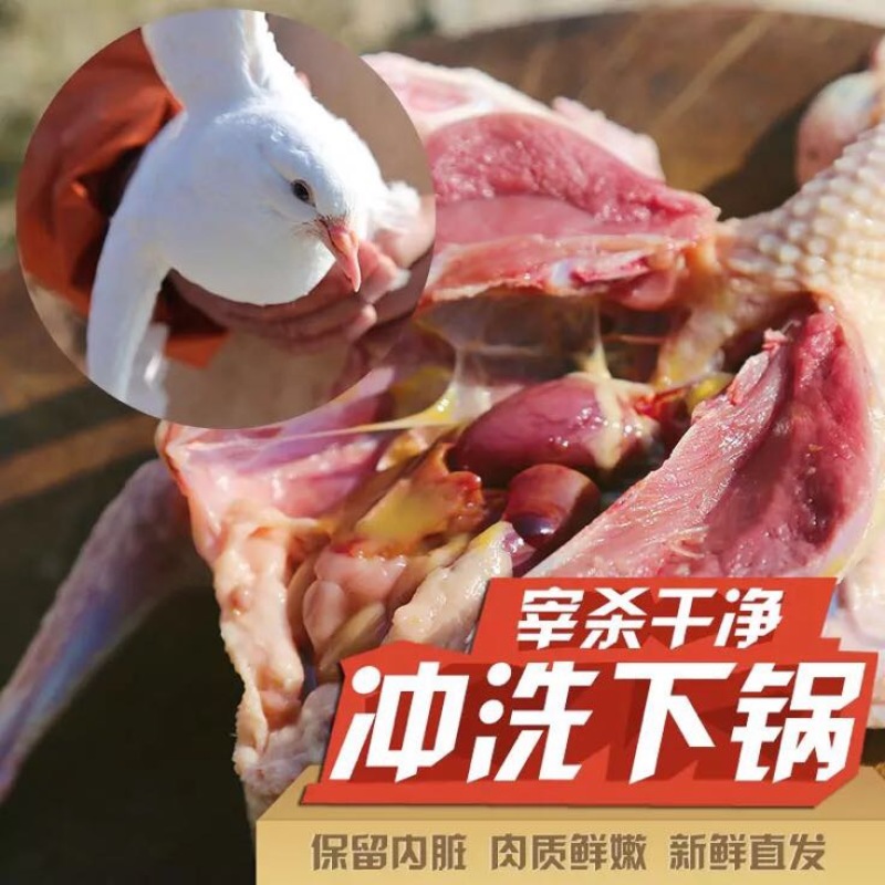 冰冻乳鸽白条鸽乳鸽白条