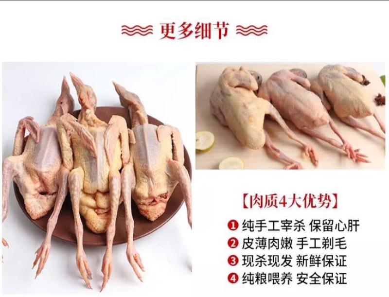 冰冻乳鸽白条鸽乳鸽白条