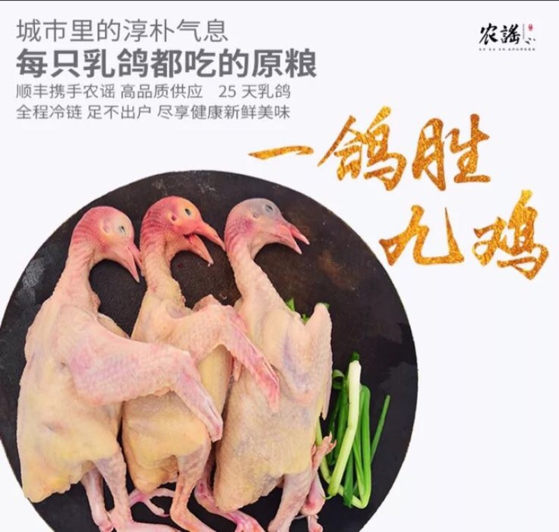 冰冻乳鸽白条鸽乳鸽白条