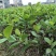 台湾珍珠番石榴苗30~50cm