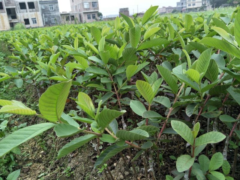 台湾珍珠番石榴苗30~50cm
