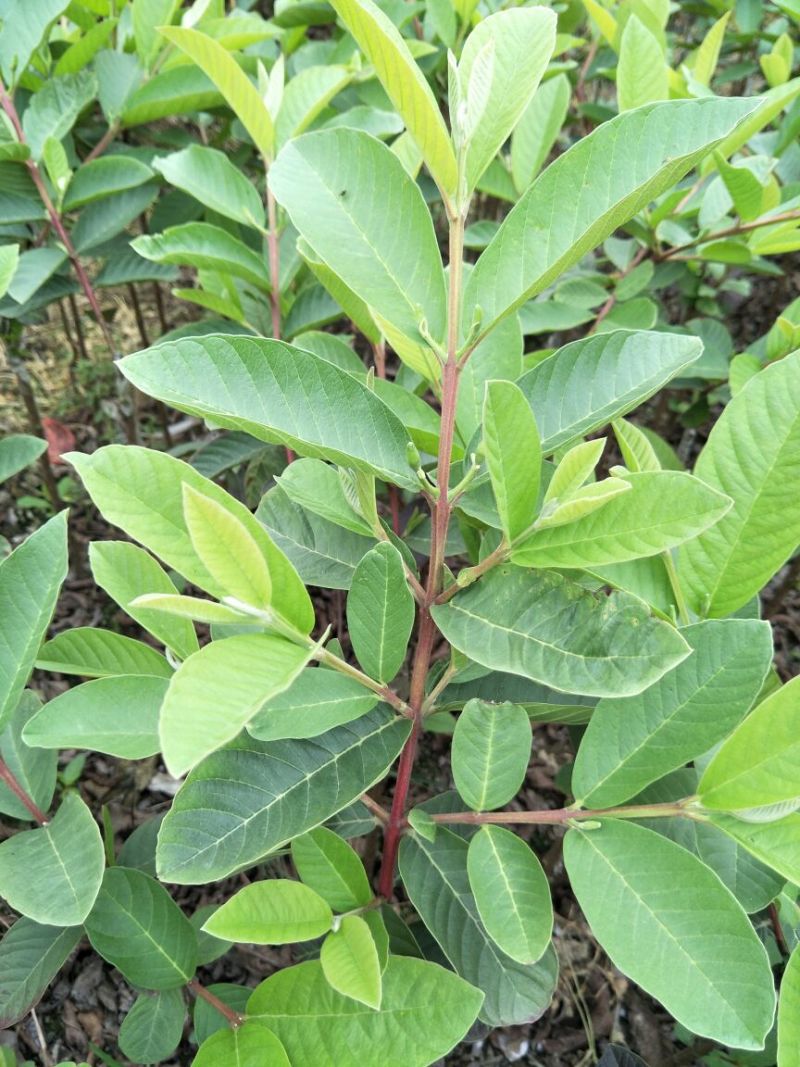 台湾珍珠番石榴苗30~50cm