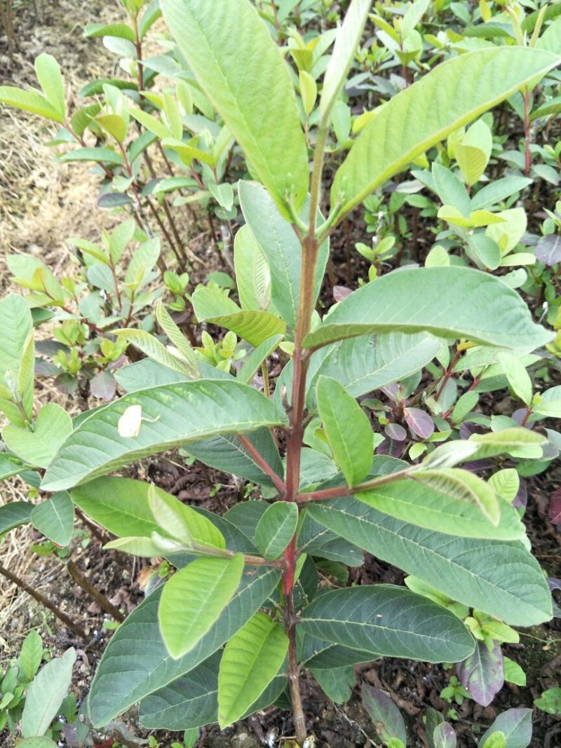 台湾珍珠番石榴苗30~50cm