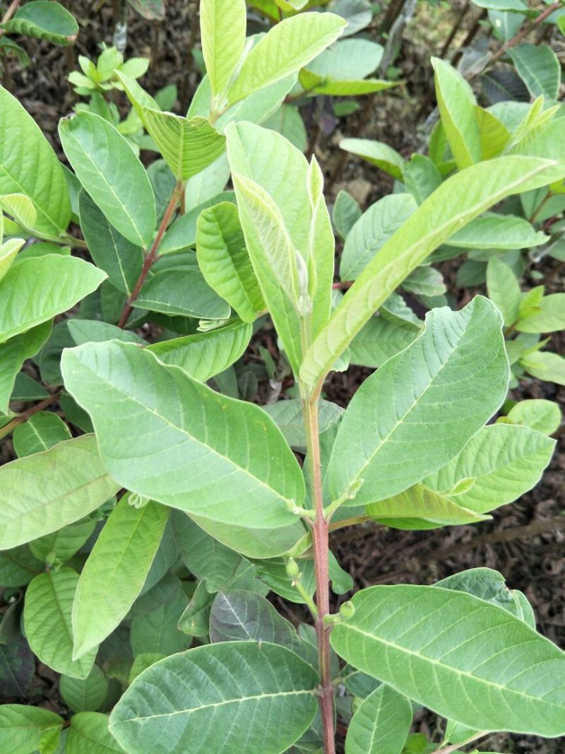 台湾珍珠番石榴苗30~50cm