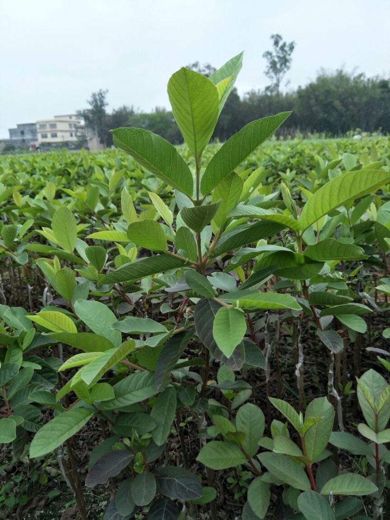 台湾珍珠番石榴苗30~50cm