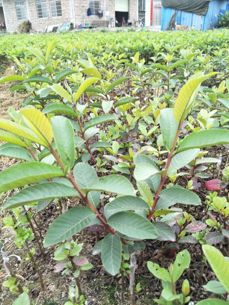 台湾珍珠番石榴苗30~50cm
