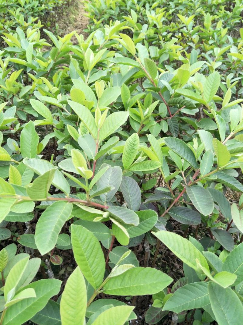 台湾珍珠番石榴苗30~50cm
