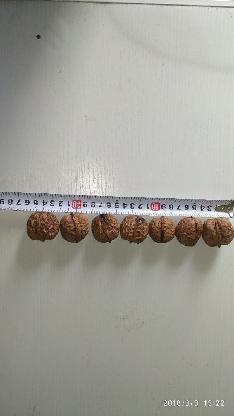 山核桃去皮25~30mm干