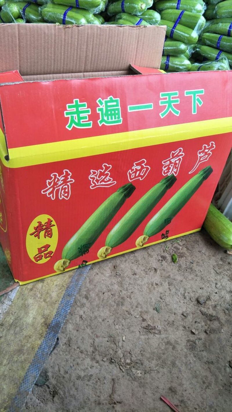 西葫芦~油绿西葫芦，山东~聊城，西葫大量上市~~诚信代收