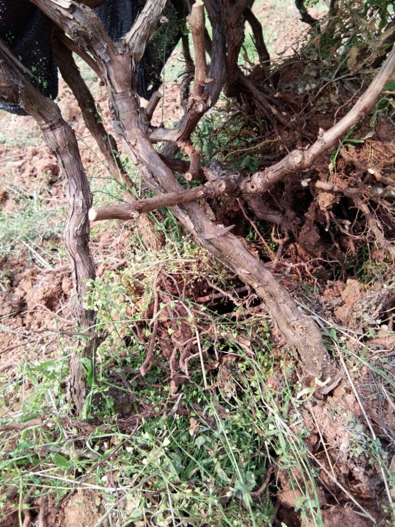 巨峰葡萄苗30~50cm5年