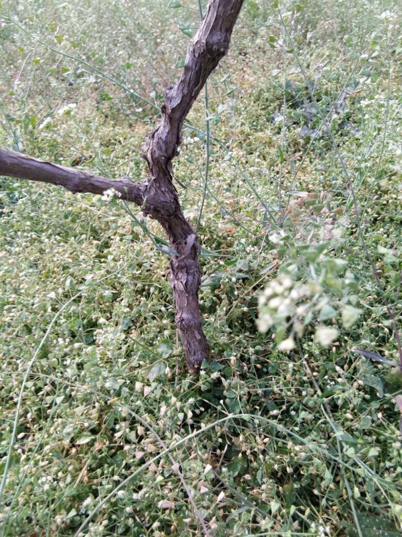 巨峰葡萄苗30~50cm5年