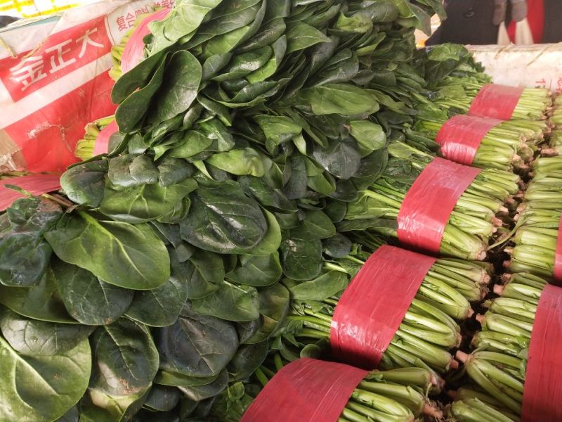 大叶菠菜25~30厘米