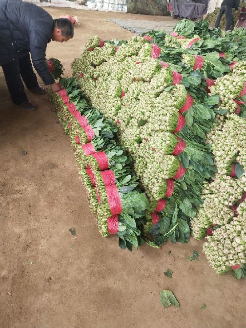 大叶菠菜25~30厘米