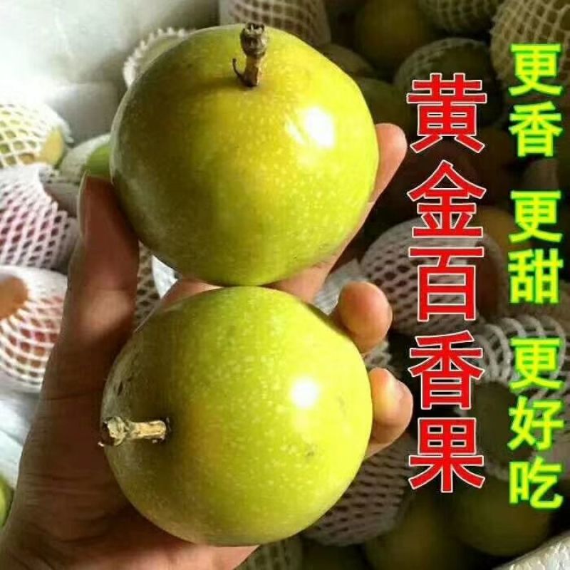 黄金百香果苗10~20cm