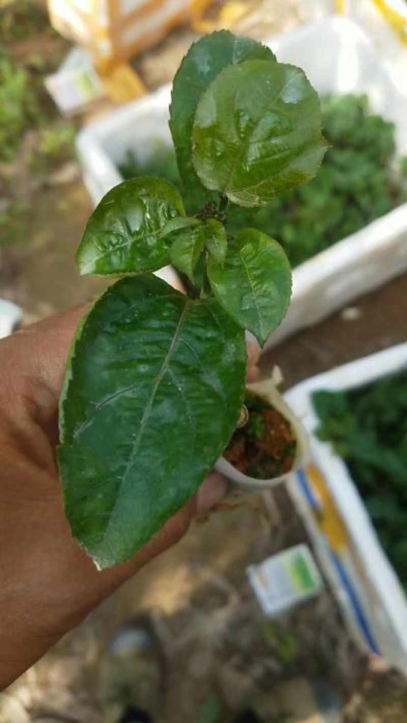 黄金百香果苗10cm以下