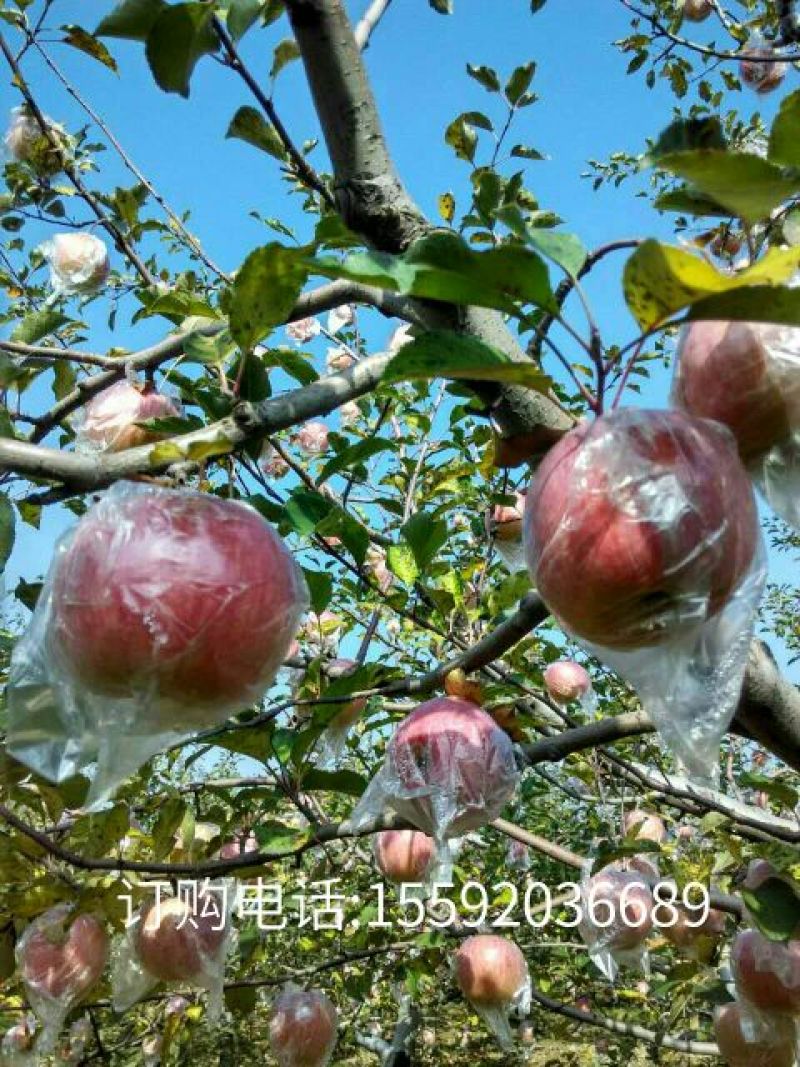 红富士苹果65mm以上膜袋