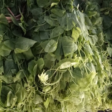 龙须菜嫩