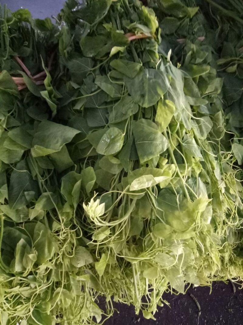 龙须菜嫩
