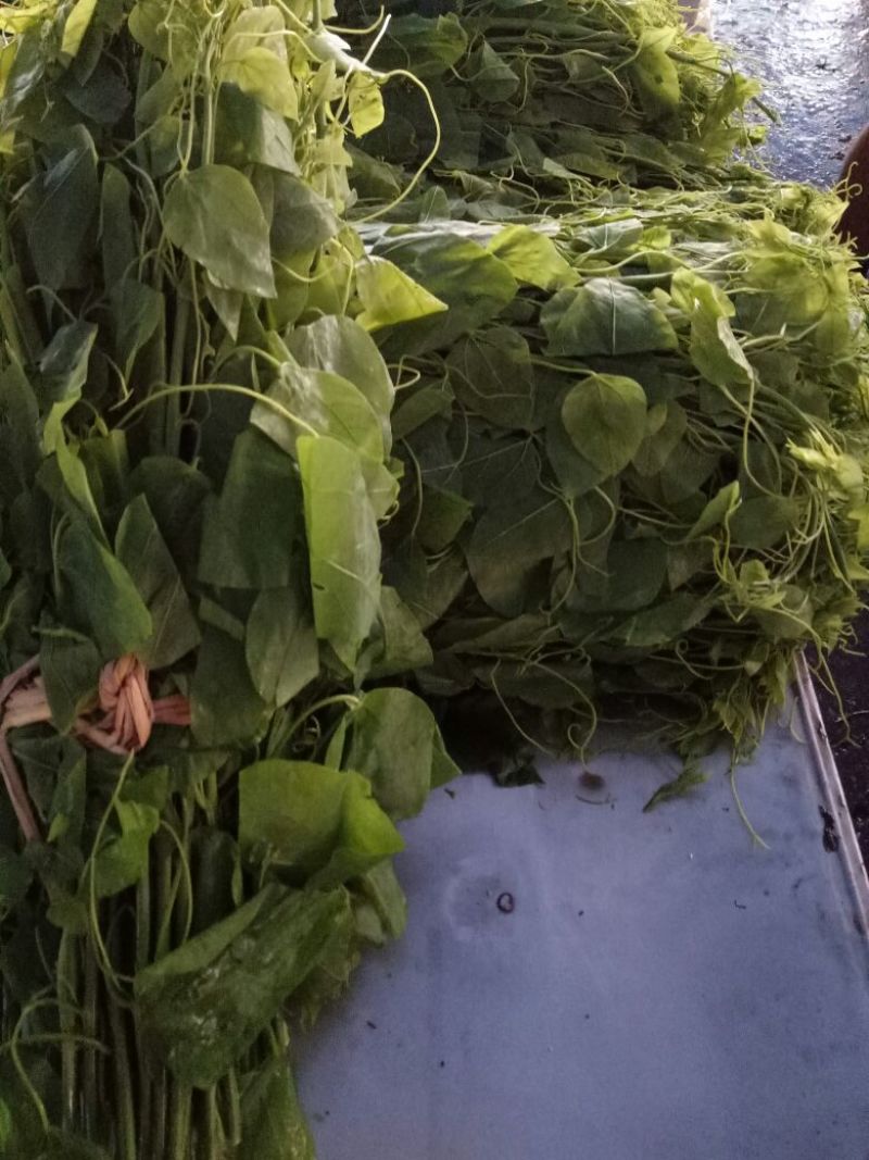 龙须菜嫩