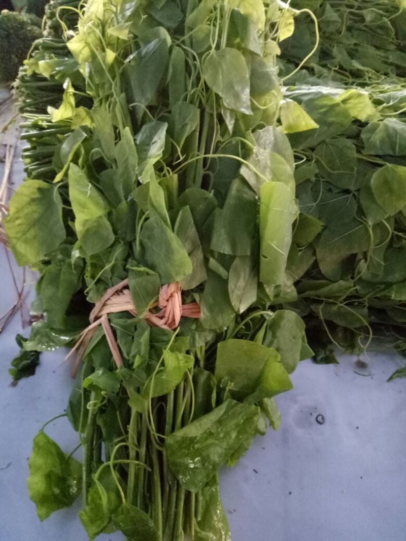 龙须菜嫩