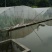 水田立杆空心菜苗空心菜小苗空心菜苗合江苗子