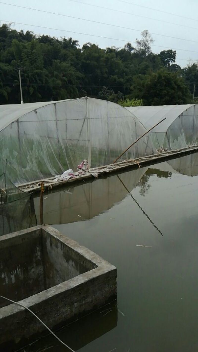 水田立杆空心菜苗空心菜小苗空心菜苗合江苗子
