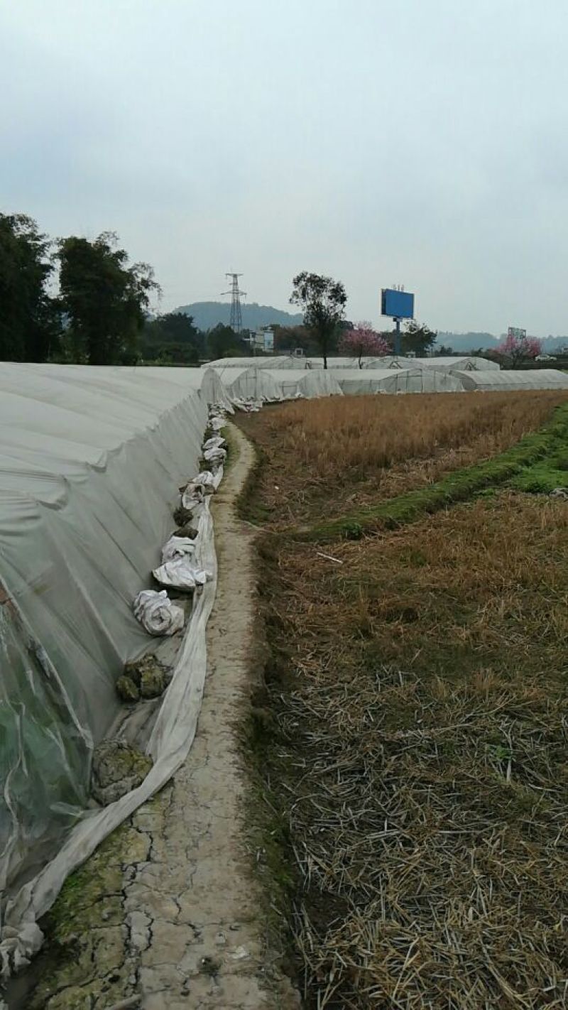 水田立杆空心菜苗空心菜小苗空心菜苗合江苗子