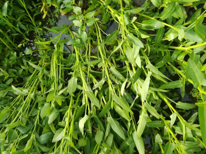 水田立杆空心菜苗空心菜小苗空心菜苗合江苗子