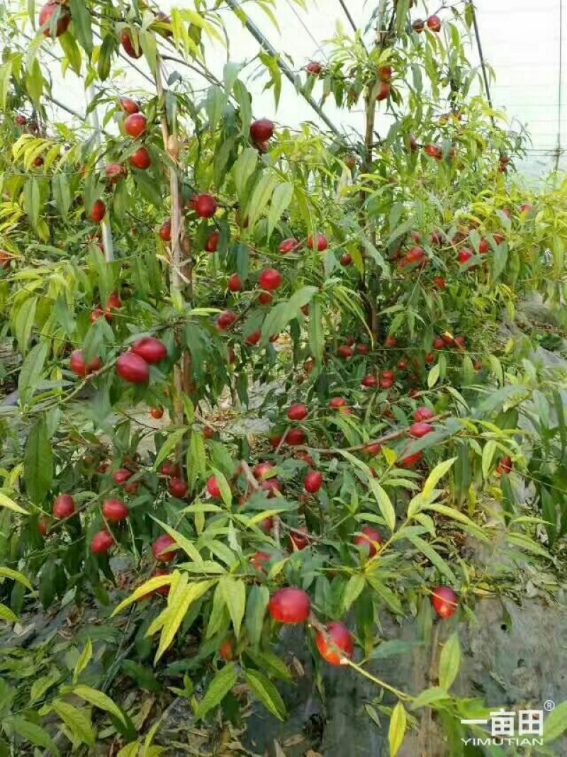 中油19号桃树5------7公分