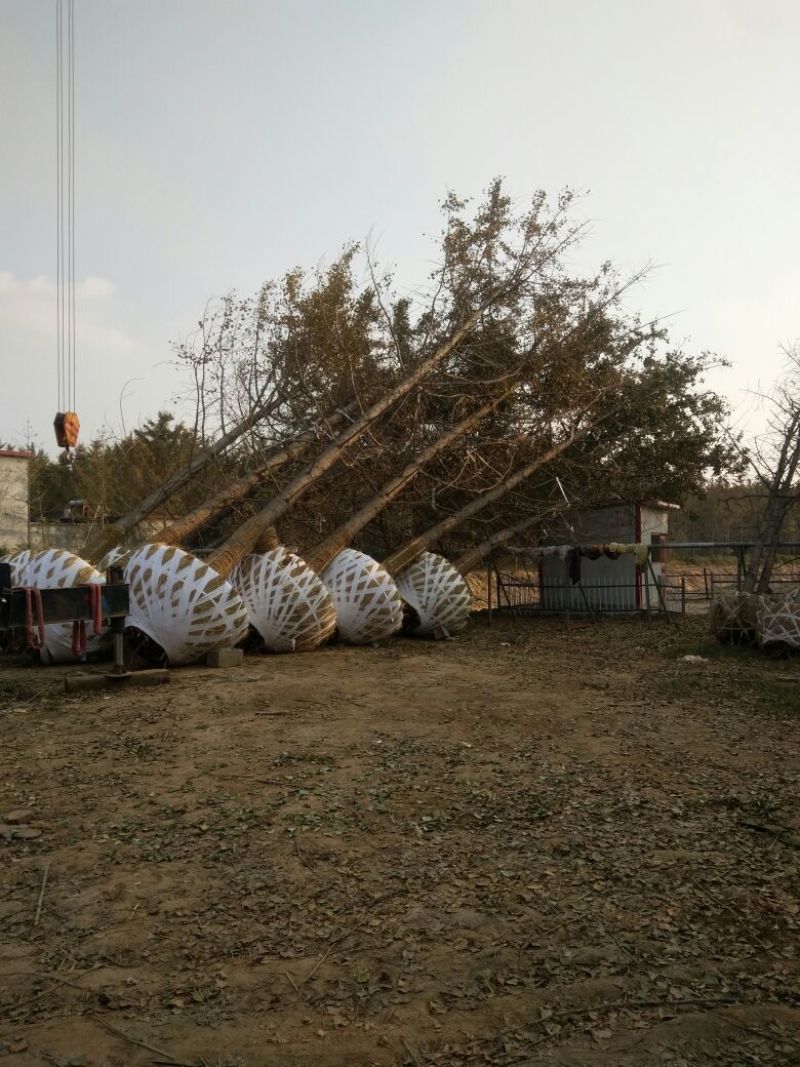 基地直销银杏树15公分18公分20公分