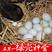 乌鸡蛋受精蛋绿壳五黑鸡种蛋受精蛋可孵化50g以下孵化