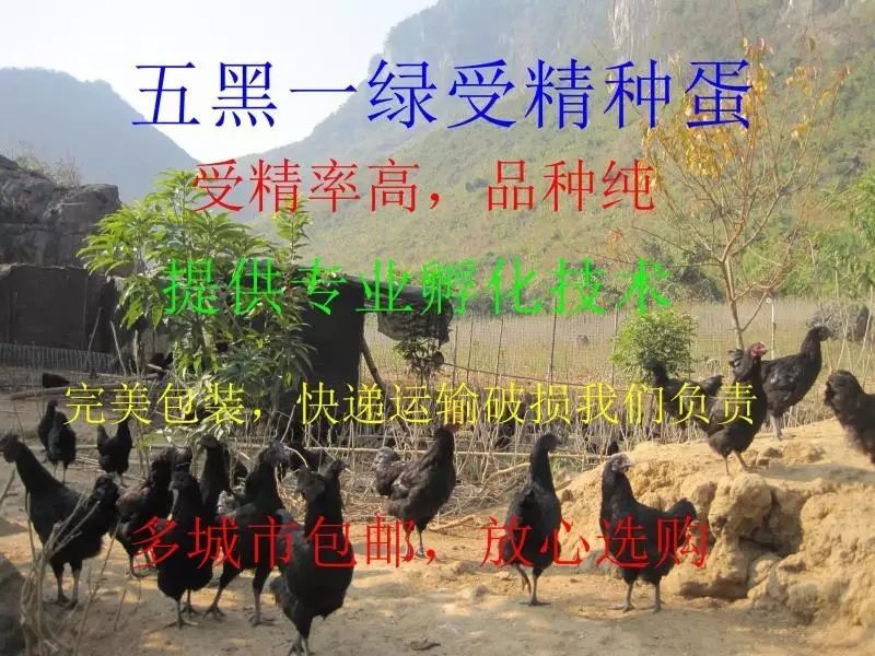 乌鸡蛋受精蛋绿壳五黑鸡种蛋受精蛋可孵化50g以下孵化