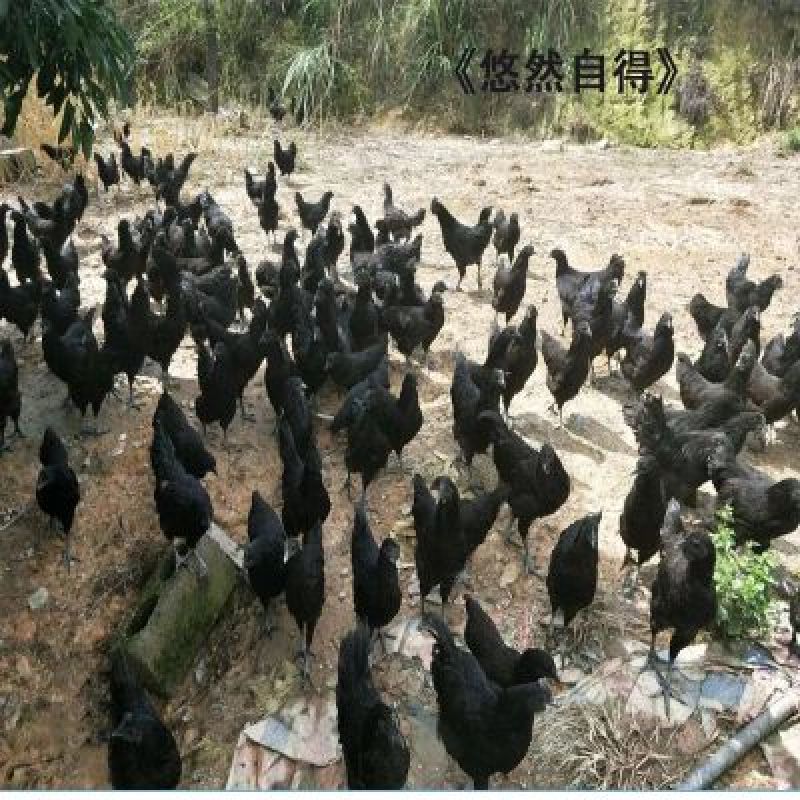 乌鸡蛋受精蛋绿壳五黑鸡种蛋受精蛋可孵化50g以下孵化