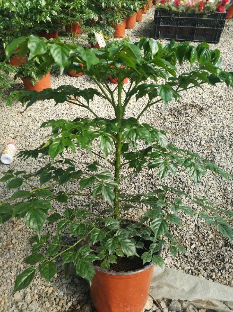 红掌棵型粗壮，多规格价格合理发货及时质量保证