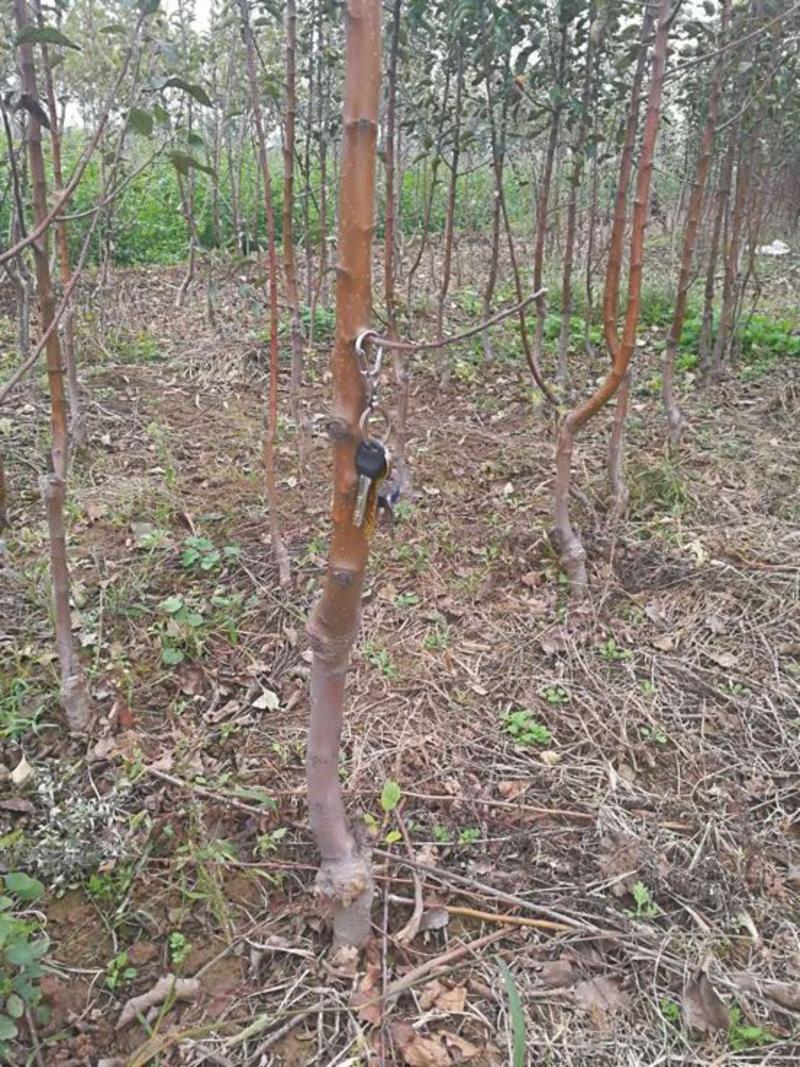 矮化苹果苗，烟富10，1米以上，精品树