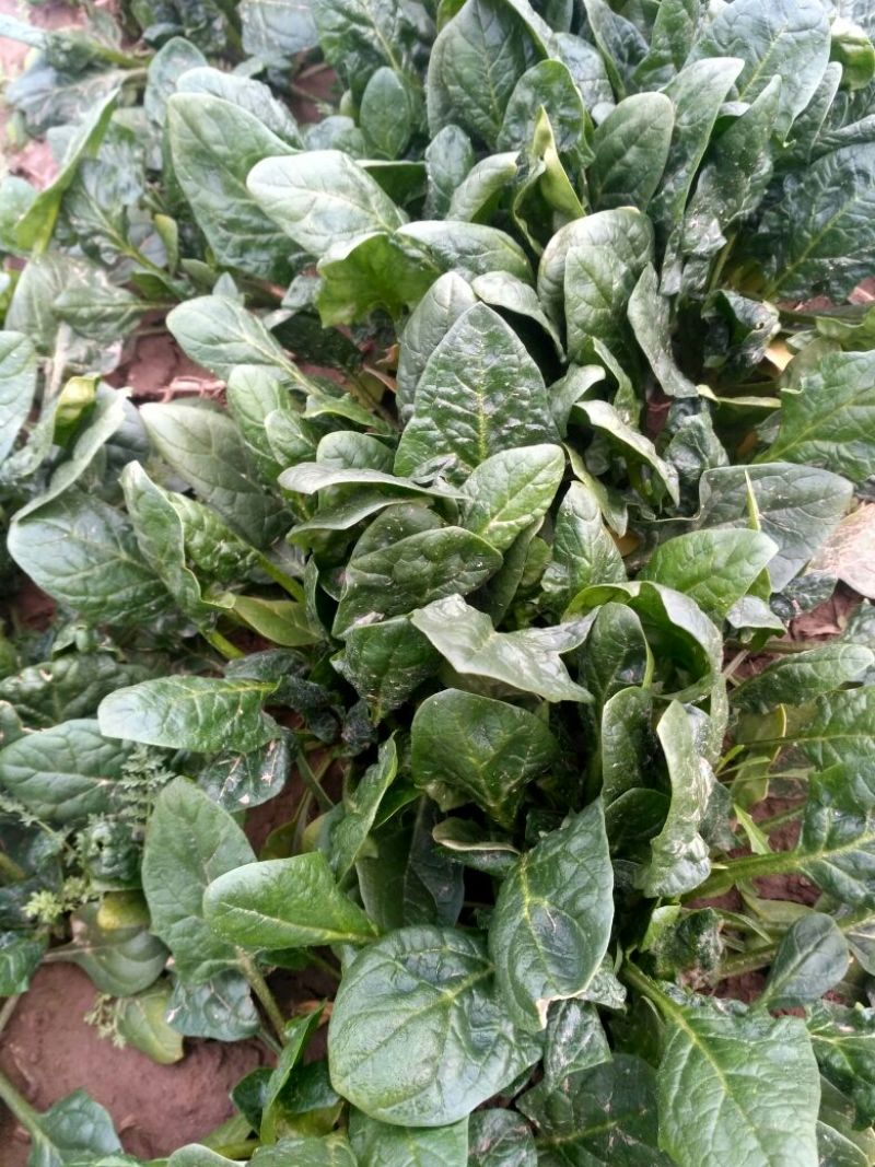 菠菜10~15厘米