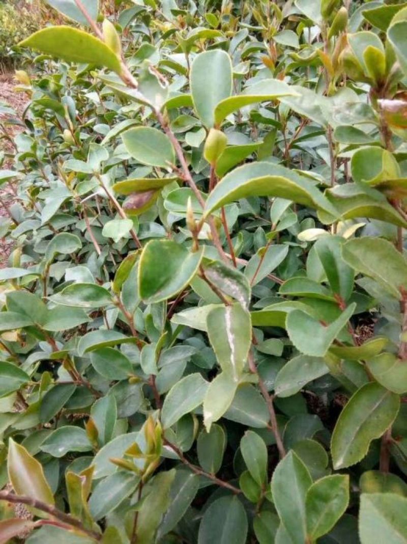 油茶苗10~29cm