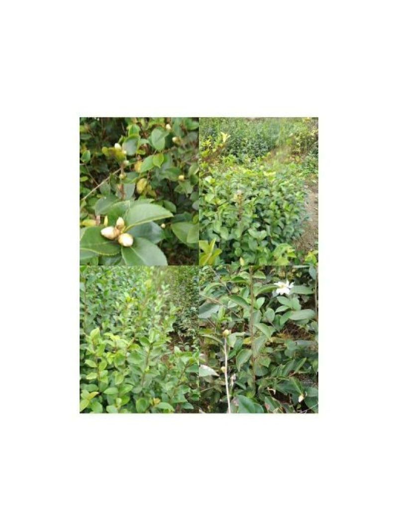 油茶苗10~29cm
