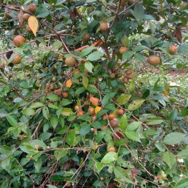 油茶苗10~29cm