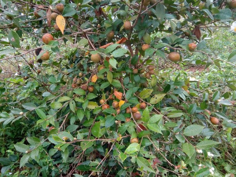 油茶苗10~29cm