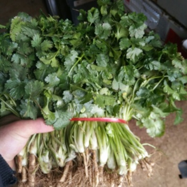 大叶香菜20~30厘米