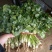 大叶香菜20~30厘米