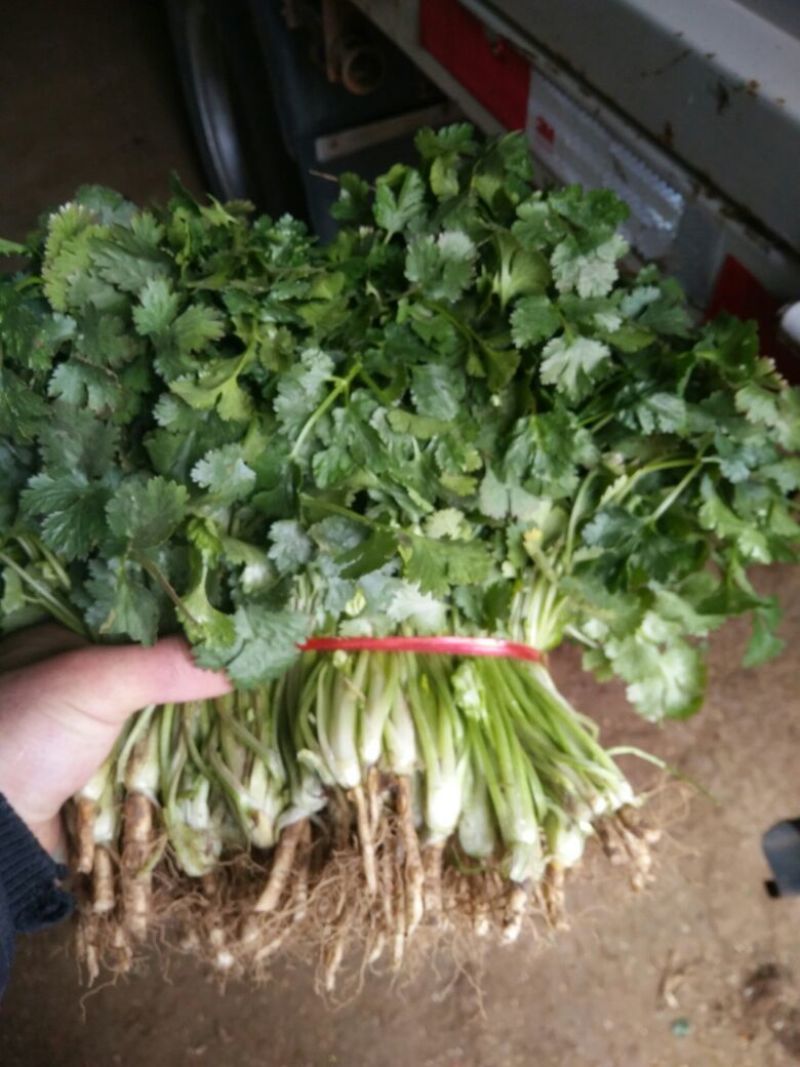 大叶香菜20~30厘米