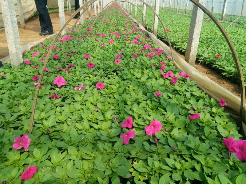 牵牛花10~20cm