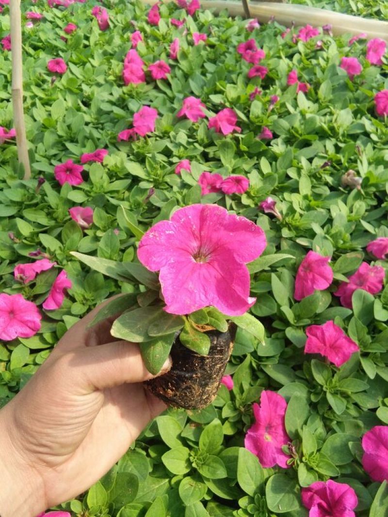 牵牛花10~20cm