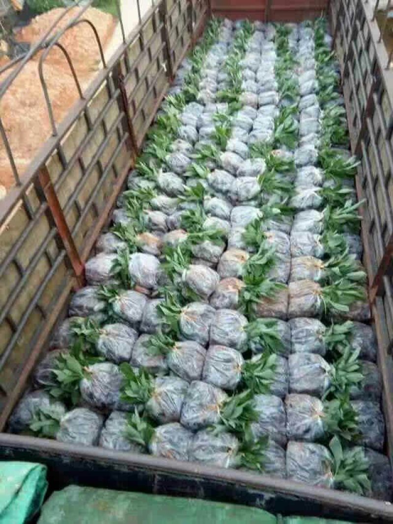 品种齐全，自产自销，香蕉苗，粉蕉苗，红蕉苗