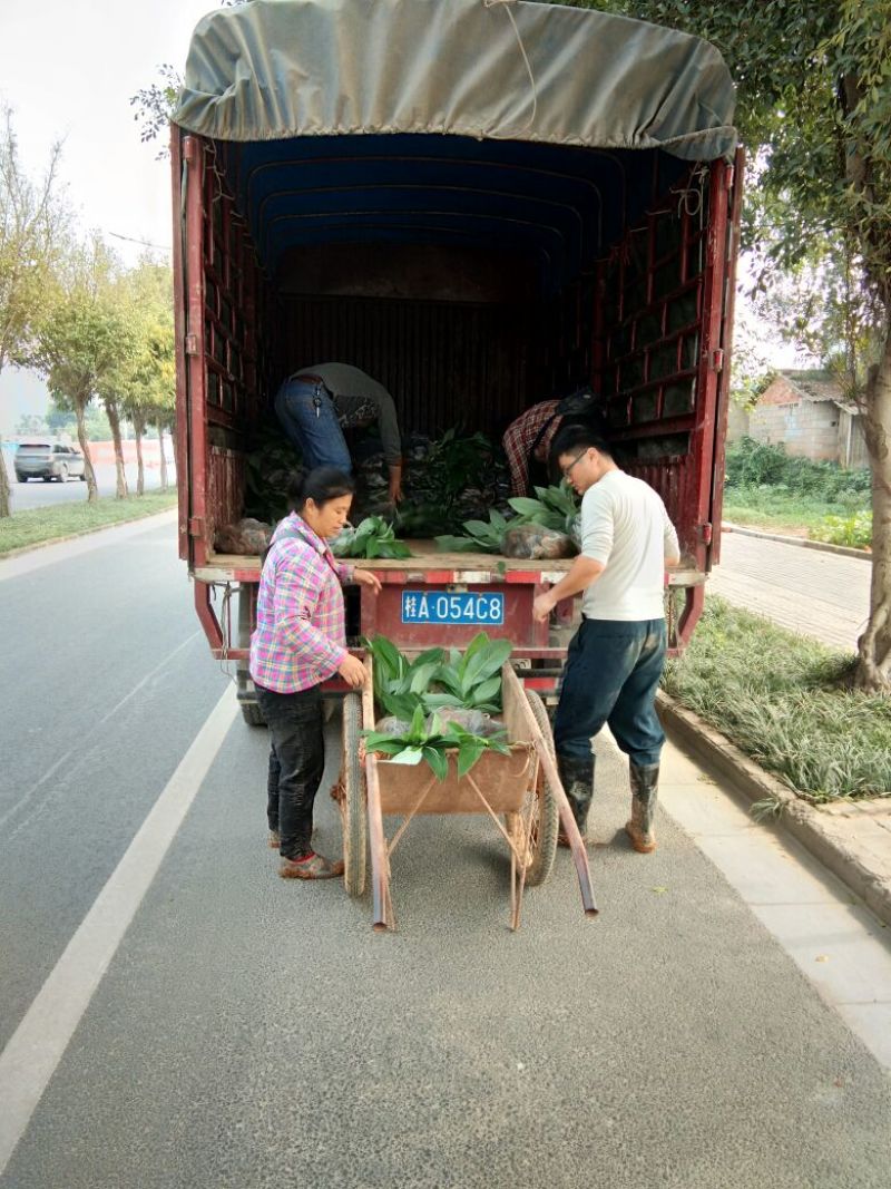 品种齐全，自产自销，香蕉苗，粉蕉苗，红蕉苗
