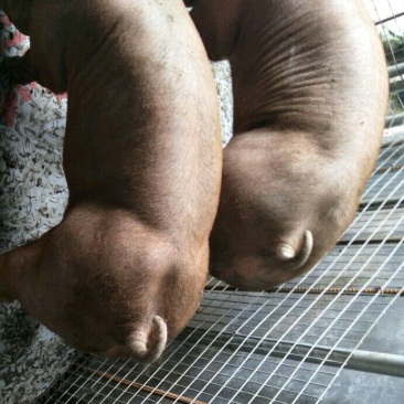 种猪15~25kg