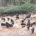 纯种散养藏香猪苗活猪小香猪仔山地散养黑猪幼崽种猪包活