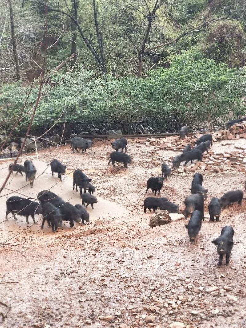 纯种散养藏香猪苗活猪小香猪仔山地散养黑猪幼崽种猪包活